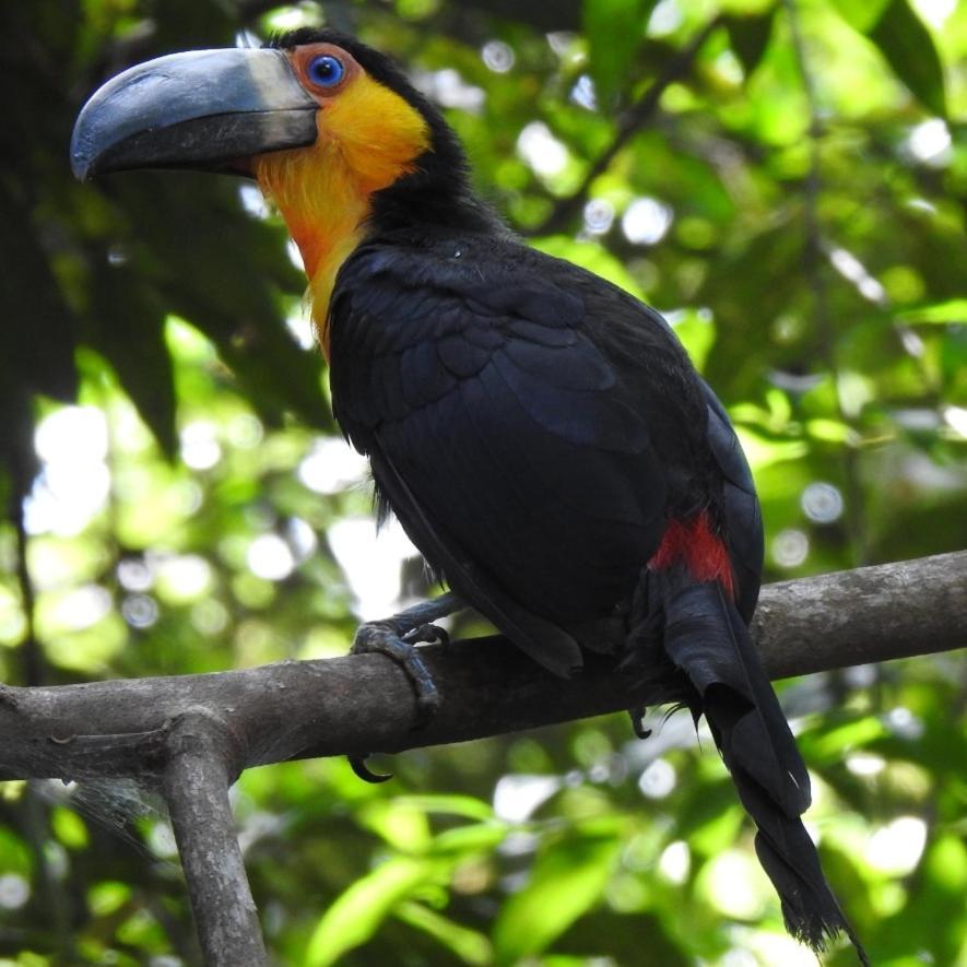 Arua Observacao De Vida Silvestre Praia do Forte Exteriör bild